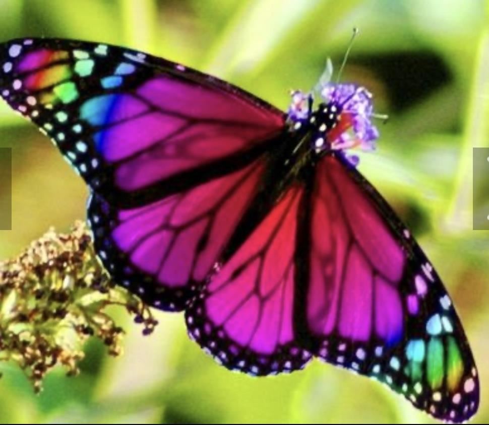 butterfly 4 